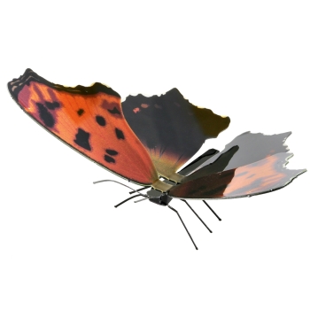 Butterfly Eastern Coma